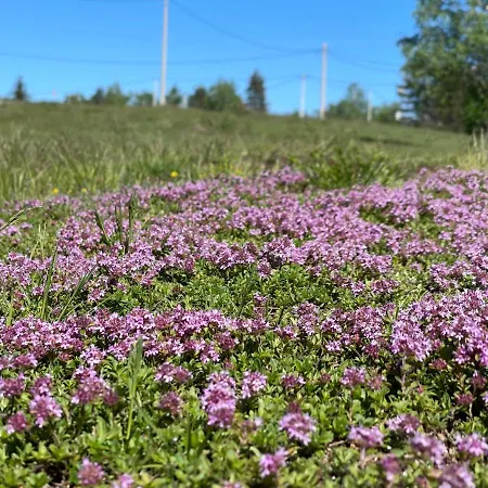 Forest House Villa Divčibare