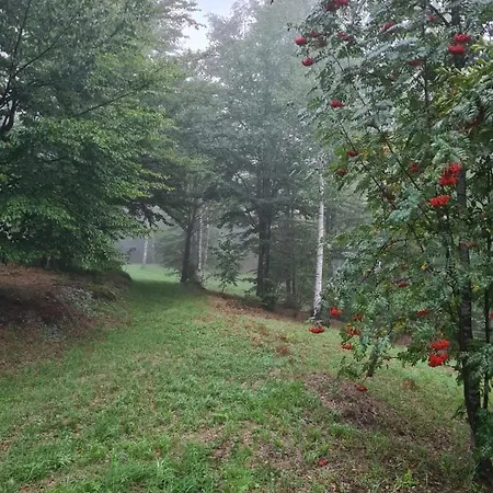 Villa Forest House *